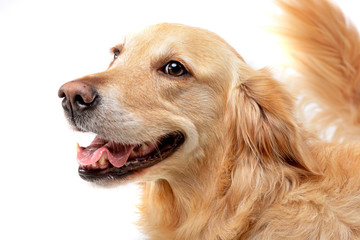 Portrait of an adorable mixed breed dog