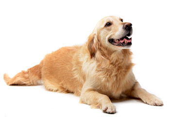 Studio shot of an adorable mixed breed dog