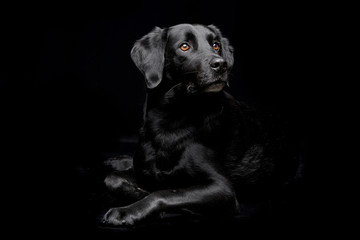 Studio shot of an adorable mixed breed dog - 242852078