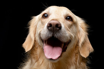 Portrait of an adorable mixed breed dog