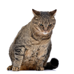 Studio shot of an adorable cat