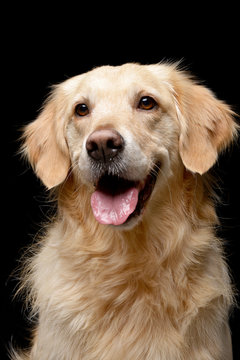 Portrait of an adorable mixed breed dog
