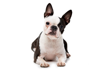 Studio shot of an adorable Boston Terrier