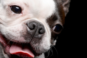 Portrait of an adorable Boston Terrier