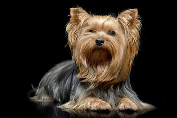 Studio shot of an adorable Yorkshire Terrier