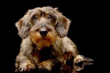 Studio shot of an adorable Dachshund