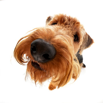 Wide angle shot of an adorable Airedale terrier