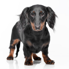 Studio shot of an adorable Dachshund