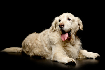 Studio shot of an adorable Golden Retriever