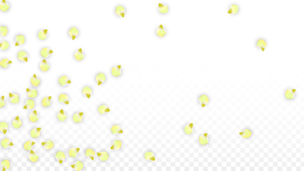 Vector Realistic Pink Petals Falling on Transparent Background.  Spring Romantic Flowers Illustration. Flying Petals. Sakura Spa Design. Blossom Confetti.