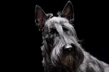 Portrait of an adorable Scottish terrier