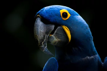 Stof per meter Blue parrot © Philipe