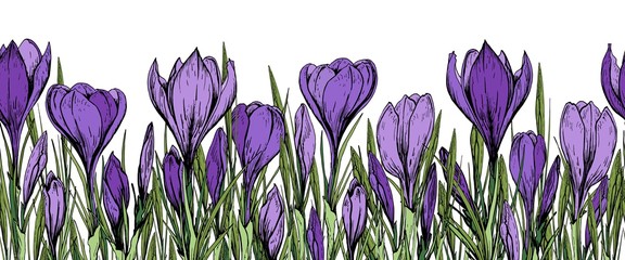  Seamless banner with purple crocus flowers. Hand drawn vector illustration.
