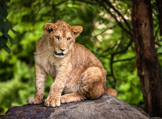 Fototapeta na wymiar The portrait of a lion cub