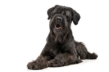 Studio shot of an adorable Black Russian Terrier
