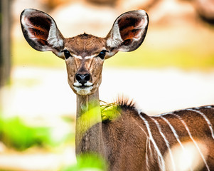 Portrait of a greater kudu female
