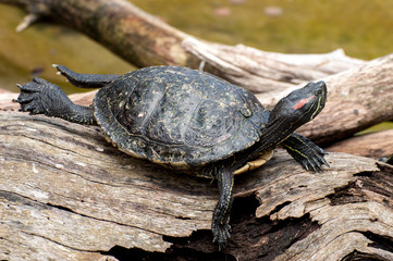 Reptiles y galápagos tortugas e iguanas en el zoo de cabárceno