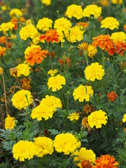 yellow and orange flower beautiful background nature