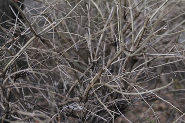 Fototapeta na wymiar leaves bush bushes 