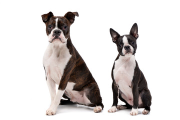 Studio shot of an adarable Boxer and a Boston terrier