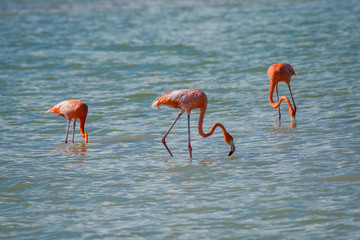 Flamingos in Rio Coloradas on the north of Mexico