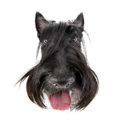 Wide angle shot of an adorable Scottish terrier