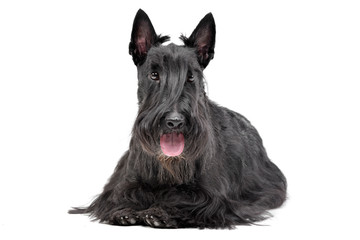 Studio shot of an adorable Scottish terrier