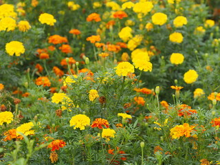 yellow and orange flower beautiful background nature