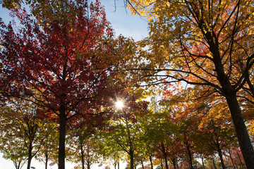 colorful landscape of sunny autumn park 