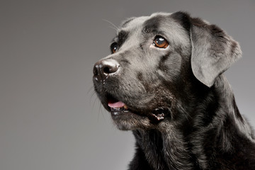Fototapeta na wymiar Portrait of an adorable Labrador retriever