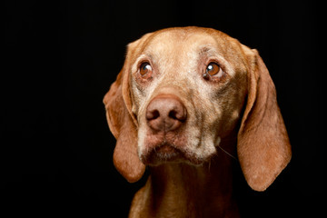 Portrait of an adorable Hungarian vizsla