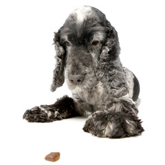 Studio shot of an adorable English Cocker Spaniel