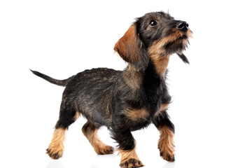 Studio shot of an adorable Dachshund