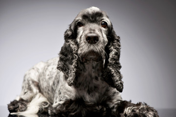 Studio shot of an adorable English Cocker Spaniel