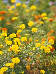 Fototapeta premium yellow and orange flower beautiful background nature