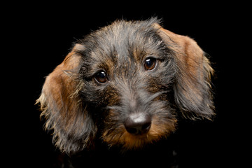 Portrait of an adorable Dachshund