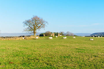 Obraz premium A flock of sheep surround the remains of the Nine Stone Circle