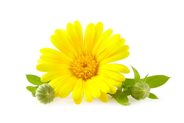 Calendula. Flowers with leaves isolated on white