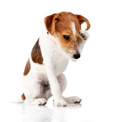An adorable Jack Russell Terrier scratching her head