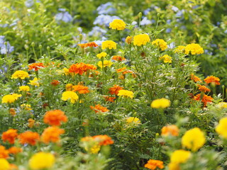 Obraz premium yellow and orange flower beautiful background nature