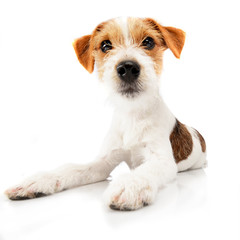 Studio shot of an adorable Jack Russell Terrier