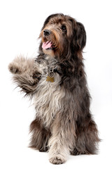 An adorable mixed breed dog lifting her front leg