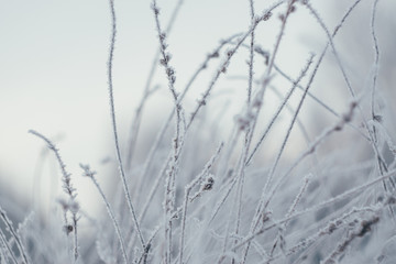 plants in frost