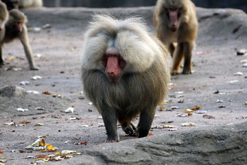 Pavian