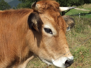 Vaca