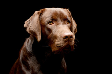 Fototapeta premium Portrait of an adorable Labrador retriever