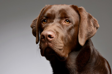 Portrait of an adorable Labrador retriever