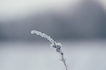 plant in frost