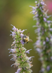Fleißige Hummel