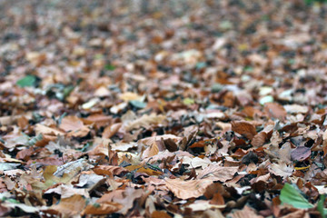 Herbst Waldboden Blätter